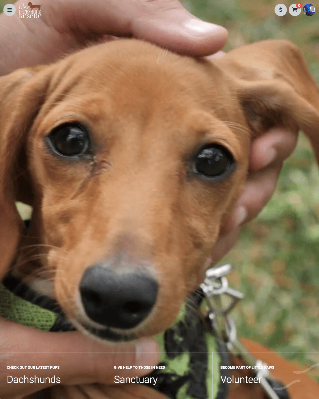 Little Paws Dachshund Rescue