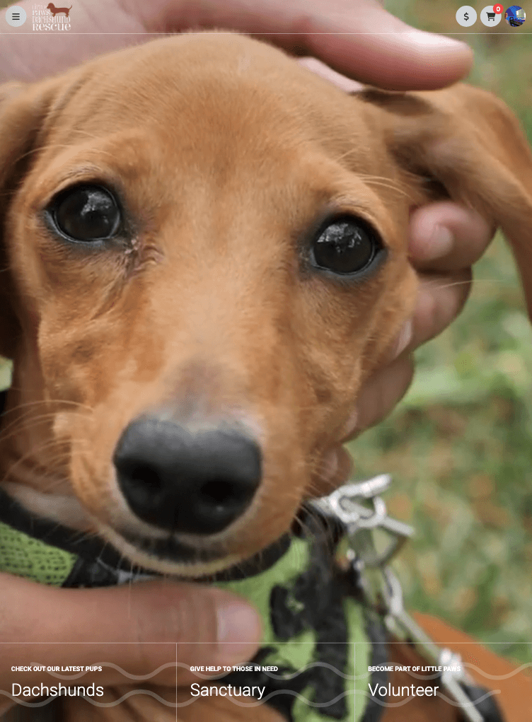 Little Paws Dachshund Rescue